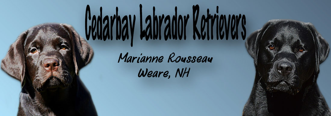 Cedarbay Labrador Retrievers New Hamphsire Breeders Breeder Lab Labradors Labs Puppies Chocolate Black